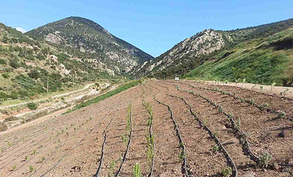 Αποκατάσταση Φυσικού Τοπίου σε ΧΥΤΕΑ - Δημήτρης Χαλκιάς έργα πρασίνου